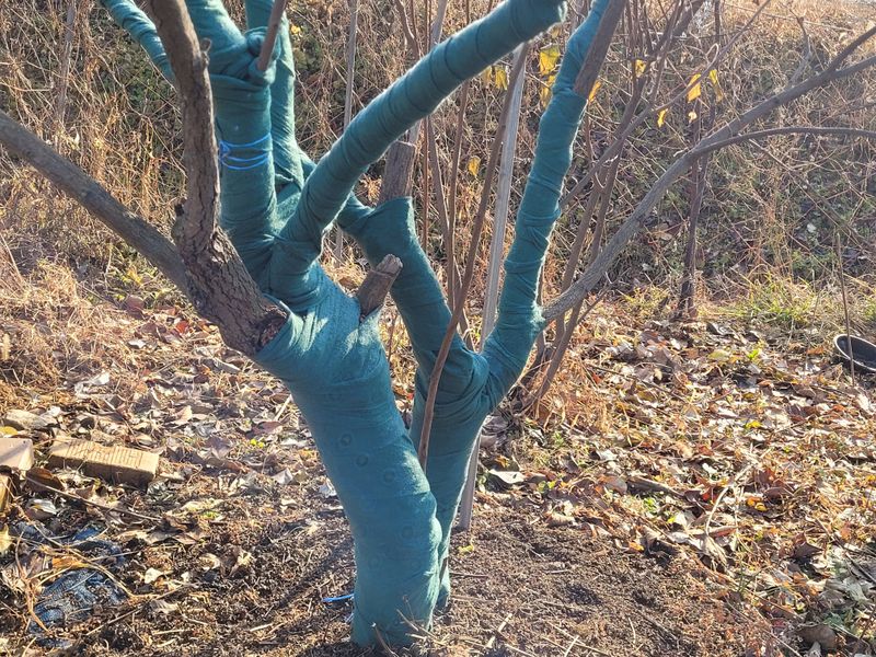 지니효님의 장터 구매 후기 썸네일