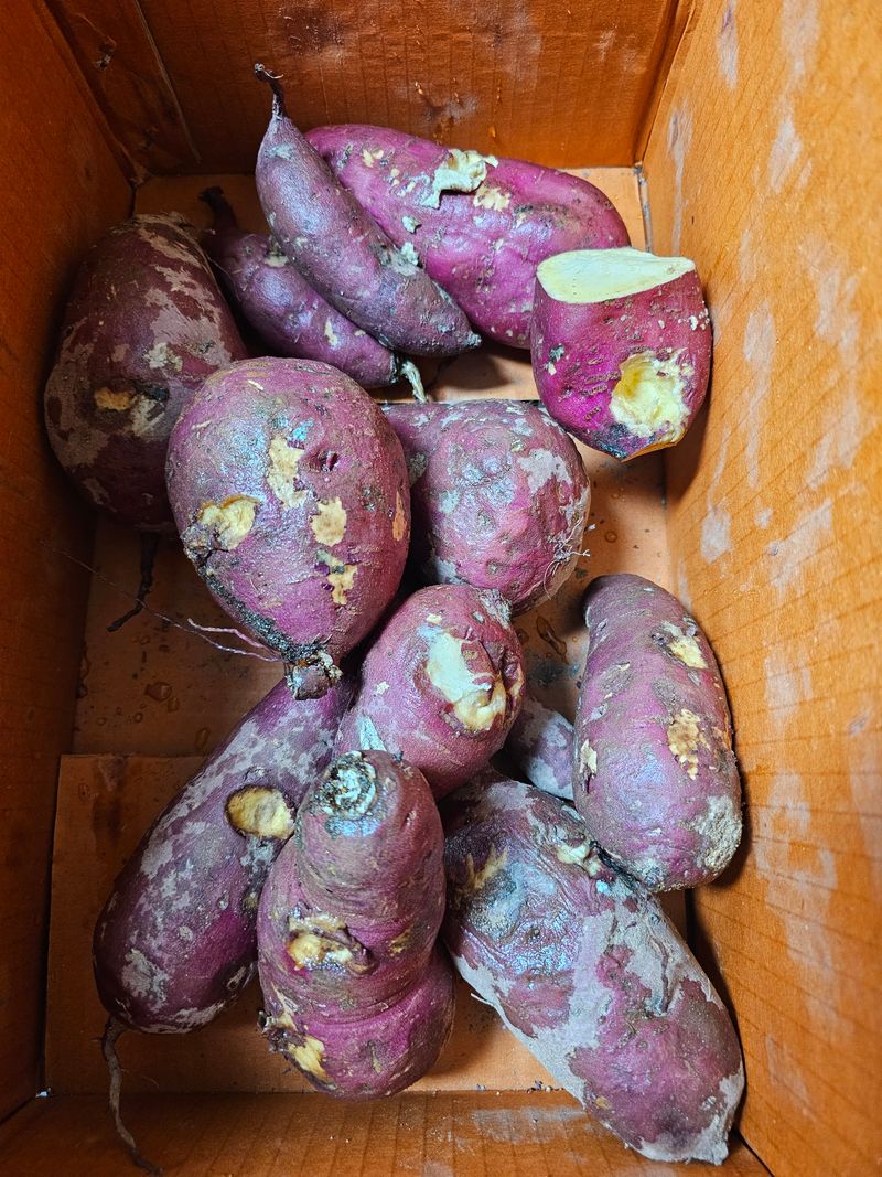 껌디성님의 장터 구매 후기 썸네일