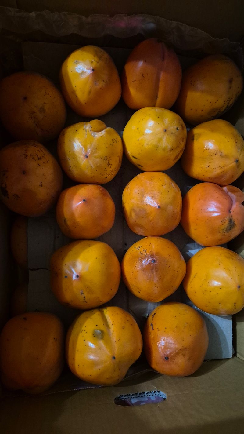 산그림자님의 장터 구매 후기 썸네일