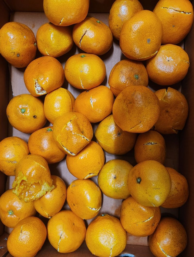 박강배님의 장터 구매 후기 썸네일