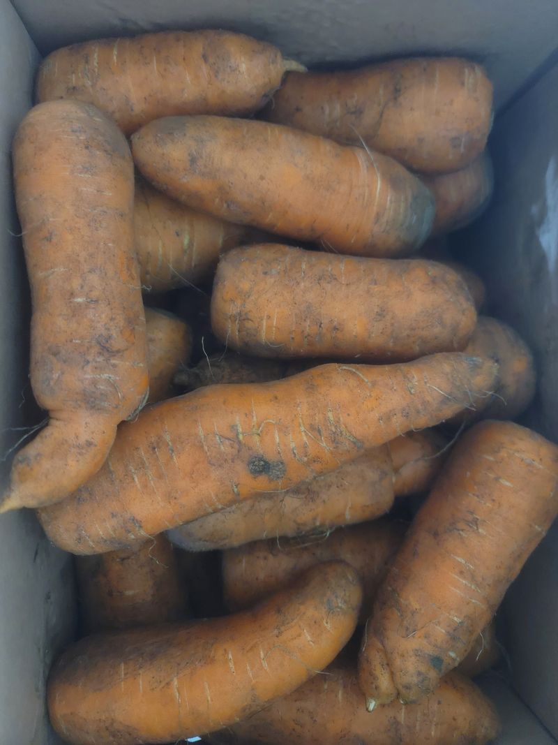 오순님의 장터 구매 후기 썸네일