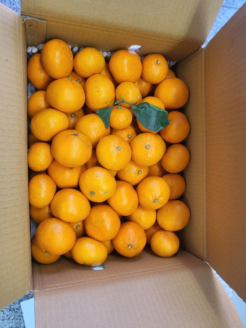 임갑수님의 장터 구매 후기 썸네일