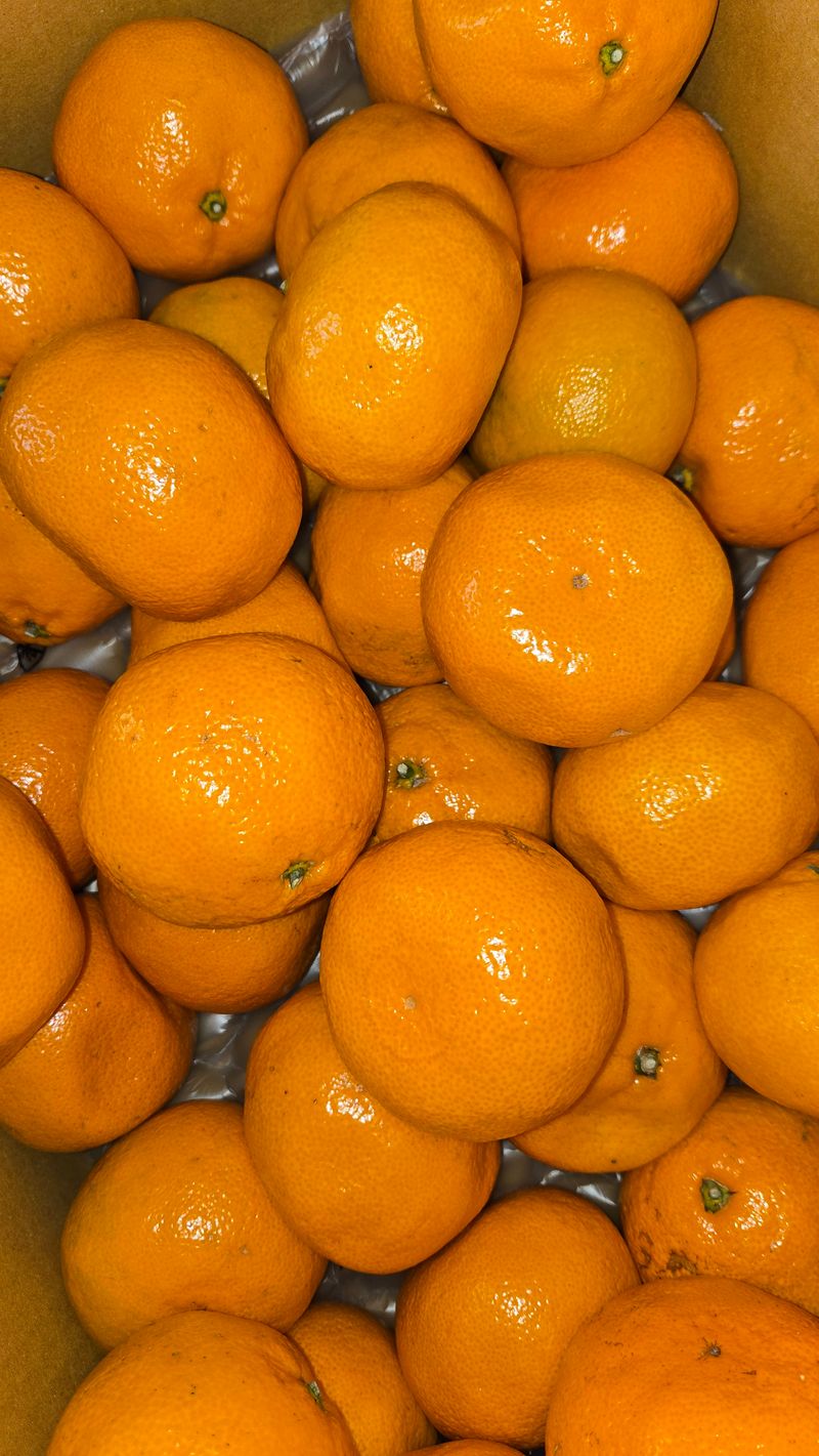 매실아지매님의 장터 구매 후기 썸네일