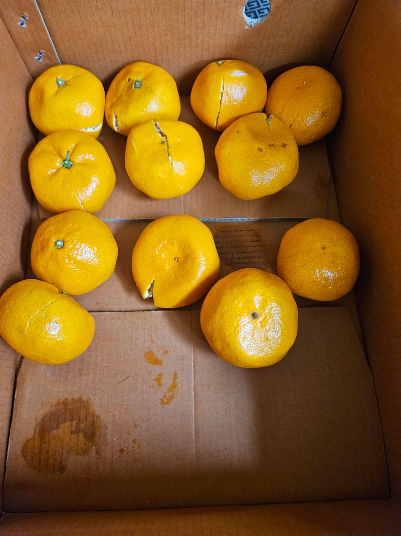 탑세기촌놈님의 장터 구매 후기 썸네일