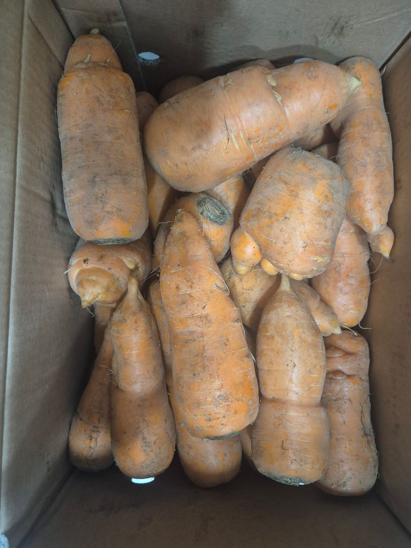 화령님의 장터 구매 후기 썸네일