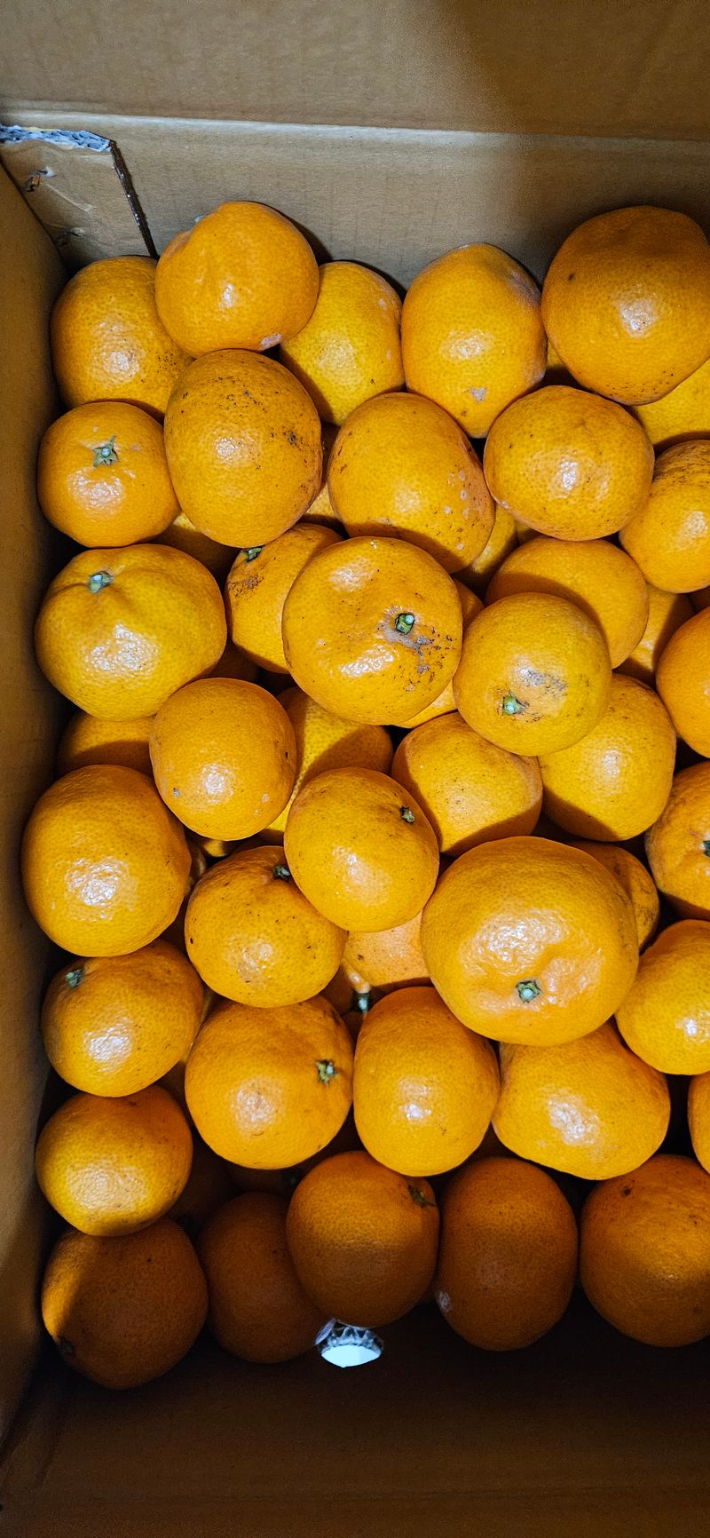 철의여인텃밭님의 장터 구매 후기 썸네일