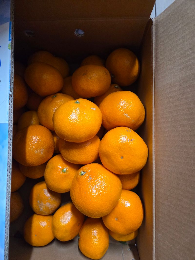 만월봉아지매님의 장터 구매 후기 썸네일