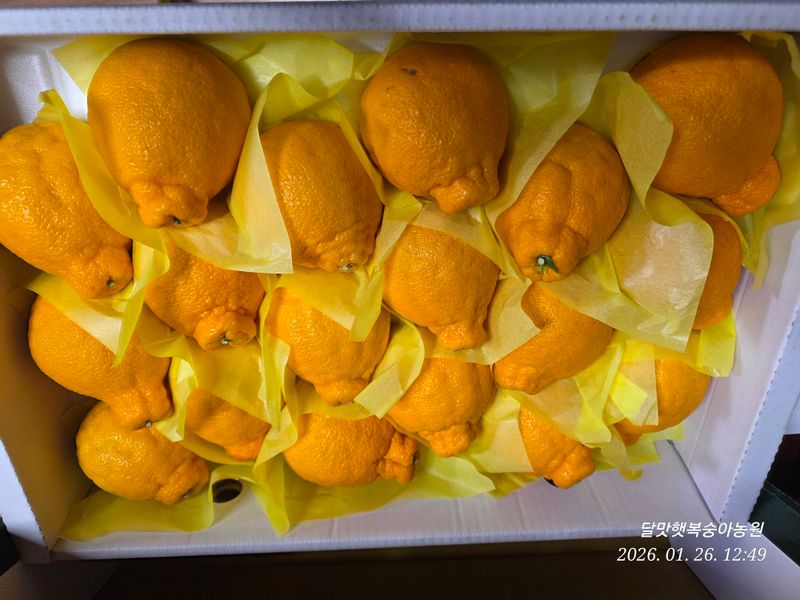 달맛햇복숭아농원님의 장터 구매 후기 썸네일