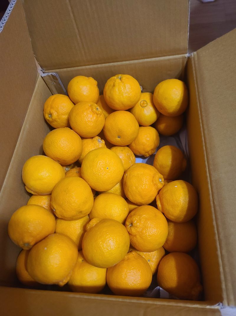 장미숙님의 장터 구매 후기 썸네일