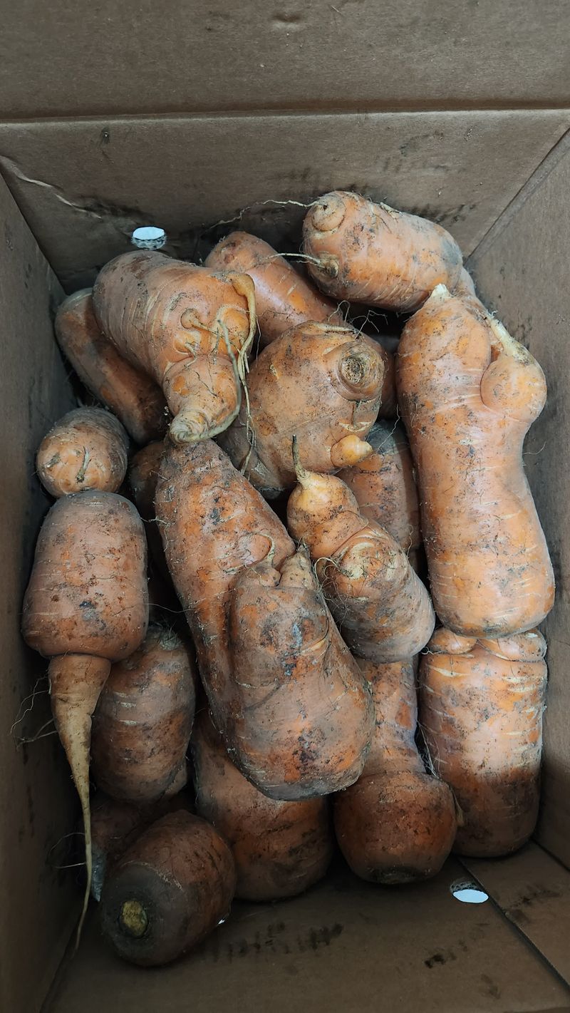 귀산촌님의 장터 구매 후기 썸네일