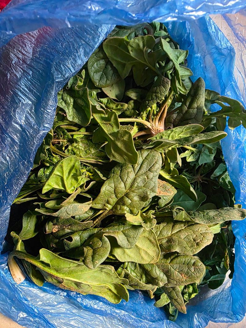 빛그린 김용화님의 장터 구매 후기 썸네일