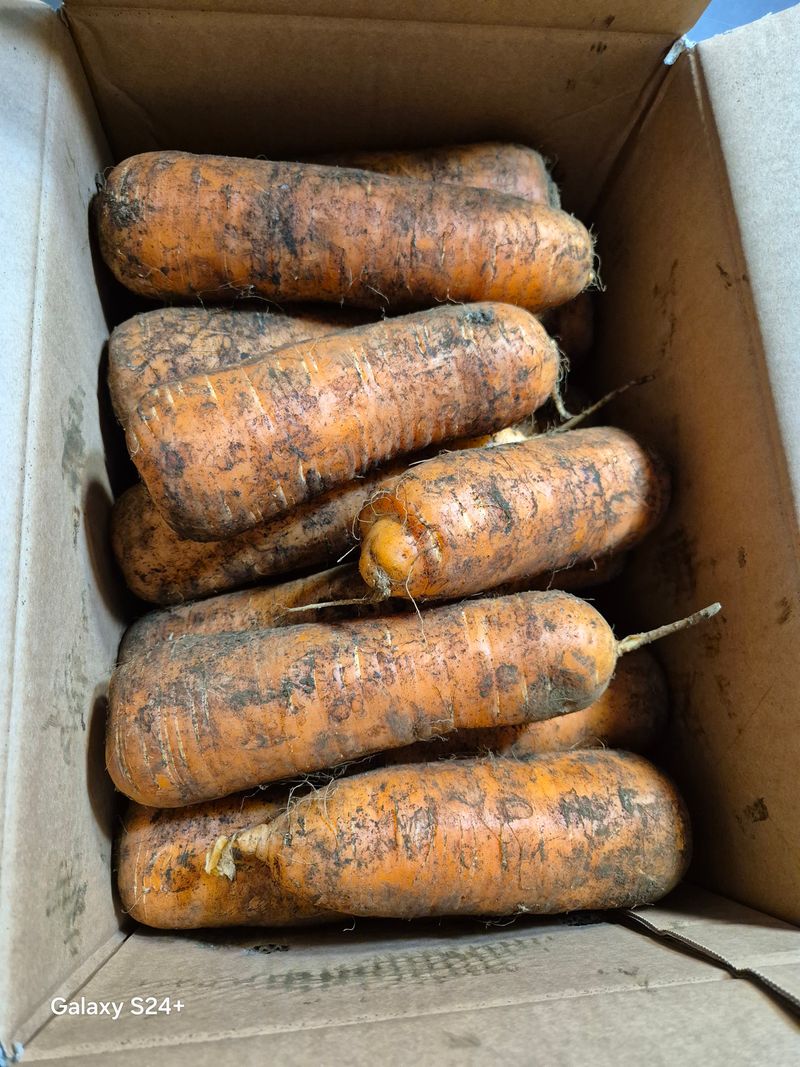 자두10696님의 장터 구매 후기 썸네일