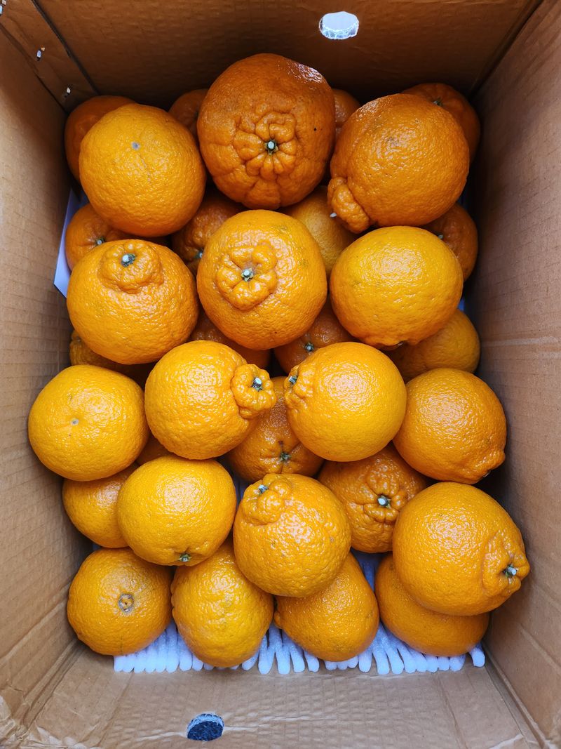 안산제일농약사님의 장터 구매 후기 썸네일