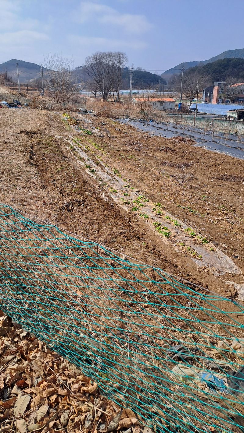 서은숙님의 장터 구매 후기 썸네일