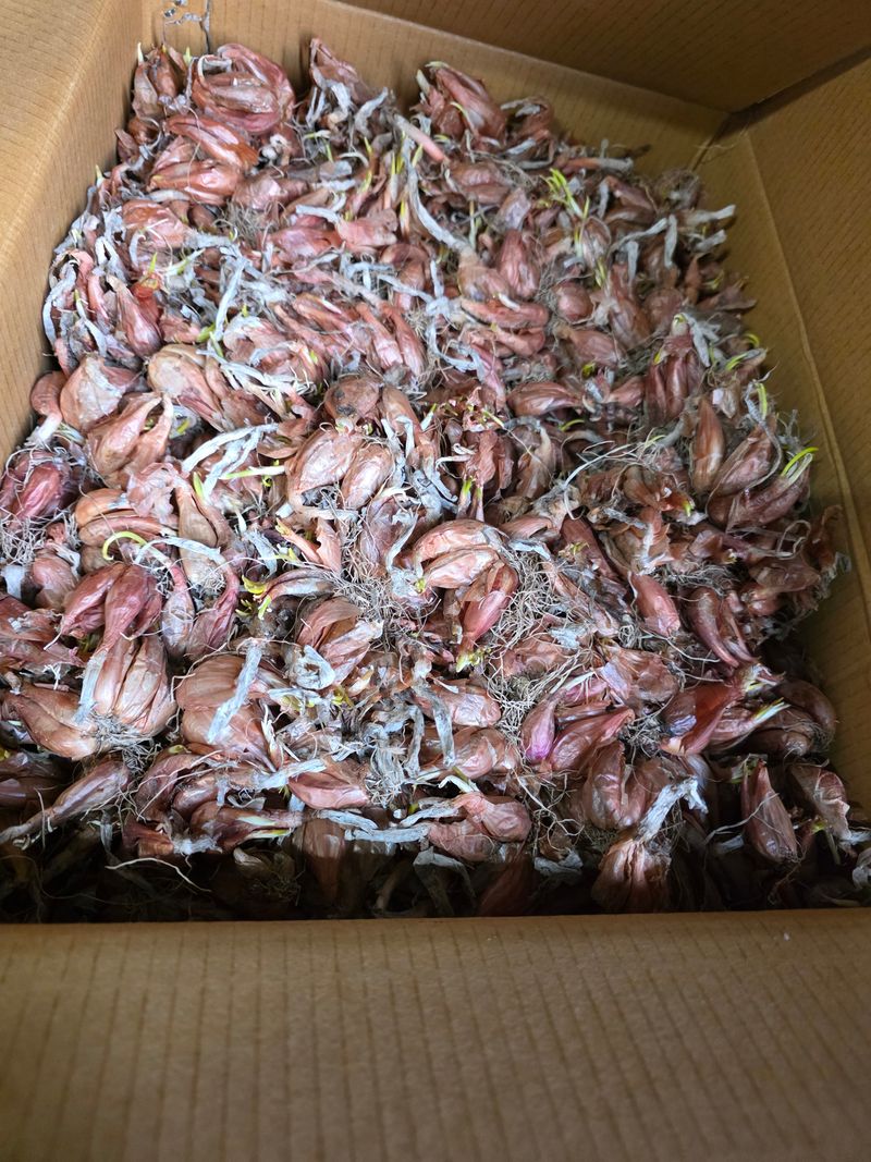 허성환님의 장터 구매 후기 썸네일