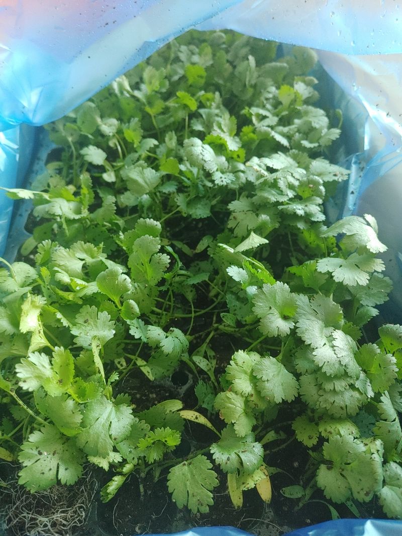 백일목님의 장터 구매 후기 썸네일