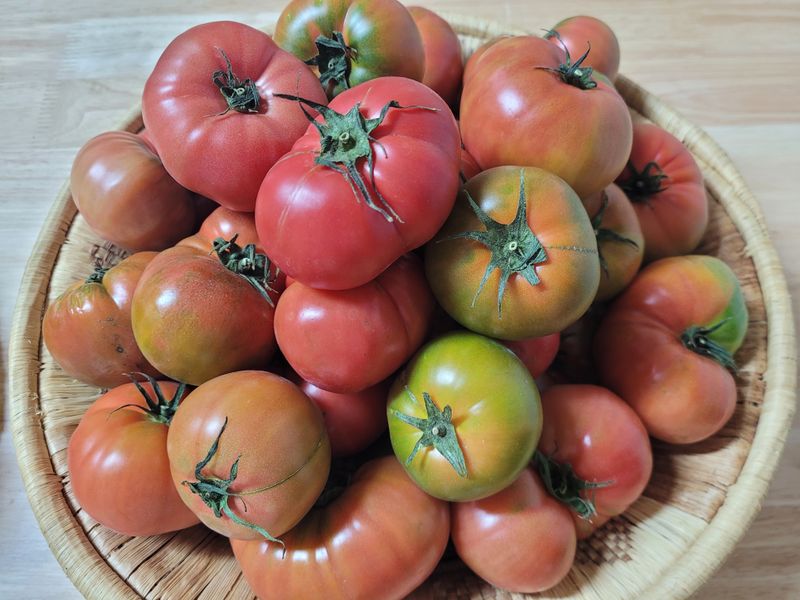 님의 장터 구매 후기 썸네일