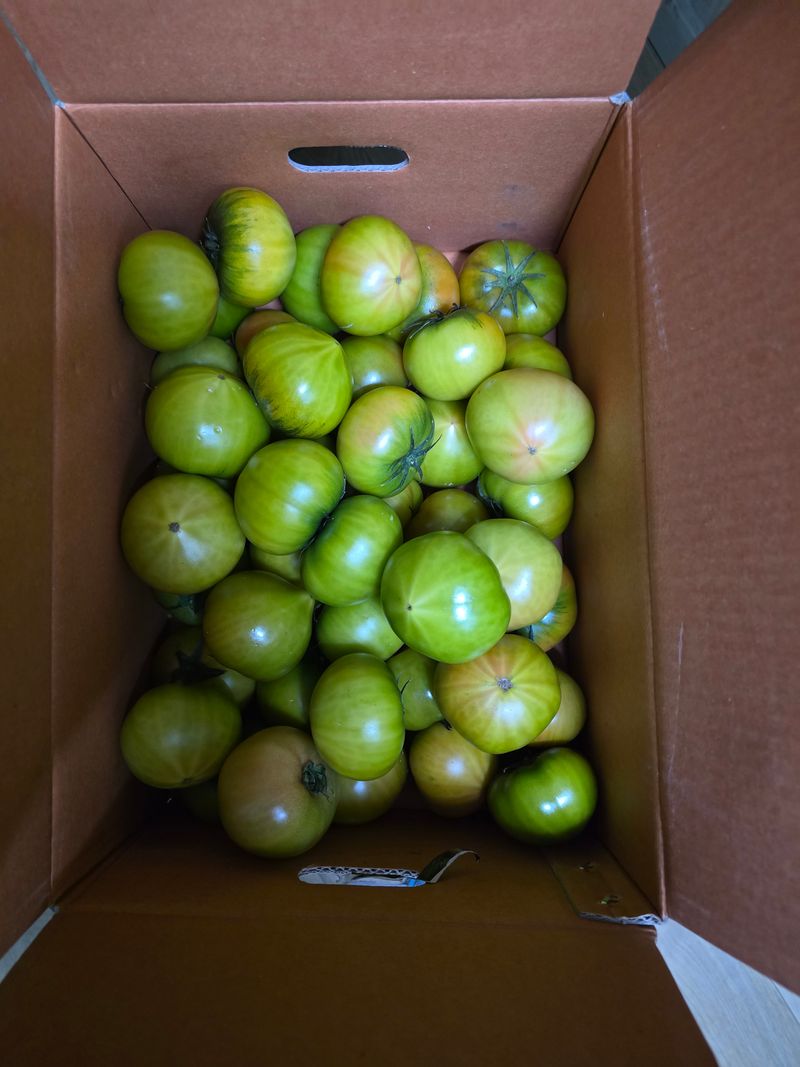 부니님의 장터 구매 후기 썸네일