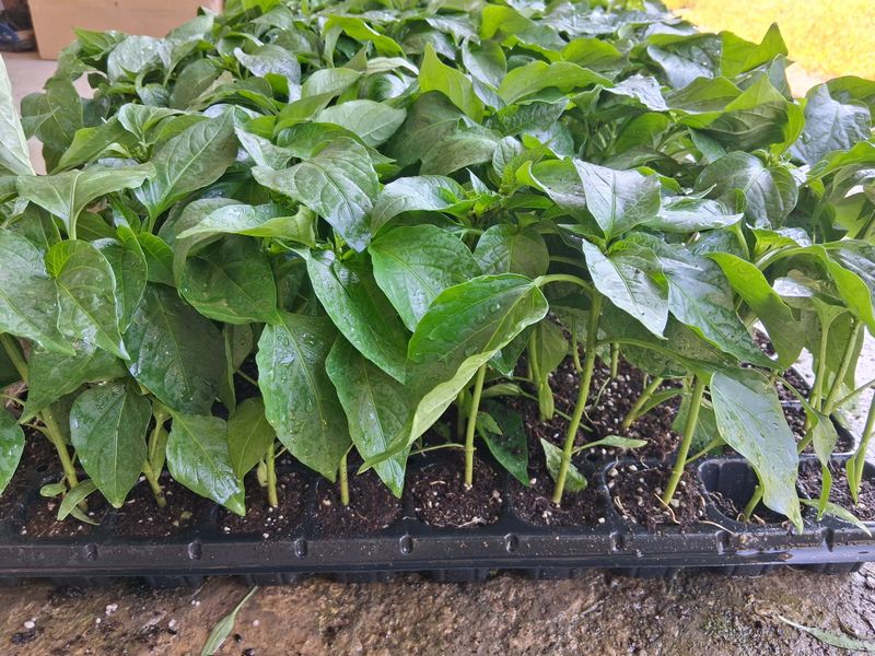 young deok님의 장터 구매 후기 썸네일